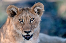 A Lion Cub Portrait In Botswana..