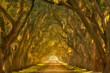 © Tandem Stock - Beautiful late afternoon light illuminates this oak lined alley along the Mississippi River outside New Orleans, Louisiana.