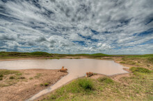 Lions Resting Near A Pond At Serengeti National Park In Tanzania