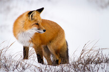 A Red Fox Looks Back In Search Of Food In Churchill, Manitoba, Canada.
