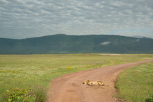A Male Lion Resting On The Road In The Ngorongoro Crater In Tanzania