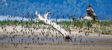 Large Flock Of Western Sandpipers Flies Over Coastal Mudflat