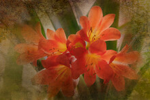 Digital Painting Of A Cliva Plant In Bloom