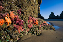 Starfish, Sea Anemone And Muscles On Rock At Low Tide, Bandon Beach, Oregon