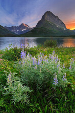 Lupine Blooms Near The Shore Of Swiftcurrent Lake At Sunset, Glacier National Park, Montana.