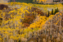 The Bright Yellow Leaves Of Aspen Trees And Rust-colored Scrub Oak Create Swaths Of Color In The West Elk Mountains In SW Colorado.