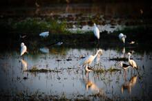The Rice Paddies And Shallow Fish Farms Are Like Magnets To Coastal And Migratory Birds.