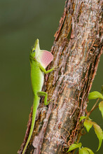 A Male Green Anole (Anolis Carolinensis) Displays Its Pink Dewlap In Southern Florida.