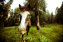 A Horse Grazes Near A Trail In The Mountains Near The Village Of Pahalgum In Kashmir, India.