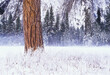 © Tandem Stock - Pine Trunk in Winter, Yosemite National Park