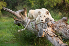 A Female White Lion Lays On Log At A Sanctuary In South Africa.