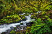 Lush Cascades And Greens In The Heart Of The Columbia Gorge.
