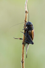 A Field Cricket (Gryllus Pennsylvanicus) Covered In Dew In Virginia.