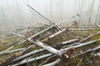 © Tandem Stock - Piles of fallen aspen (Populus tremuloides) trees, Lost Creek Wilderness, Colorado.