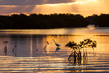 A Heron Forages For Fish Along A Mangrove Flat In Florida Bay Within Everglades National Park, Florida.