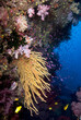 © Tandem Stock - Fiji reef scene with yellow soft corals, and schools of anthias.