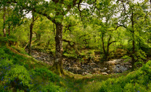 Argyll Forest Park, Scotland