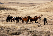 The Wild Horses Are Being Collected According To A Federal Law And Put Into BLM Holding Pens For Adoption In Order To Save Them From Themselves, According To Experts.