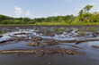 © Tandem Stock - Alligators assemble en masse, over one hundred during the dry season of the Everglades watershed within Big Cypress National Preserve, Florida.
