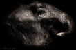 © Tandem Stock - Black and white close-up of an elephant in Nepal
