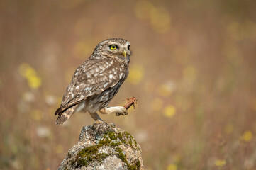 Wall Mural - European owl perched on a stone with background of spring flowers