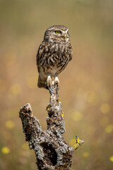 Wall Mural - little owl perched on a branch with background with spring flowers