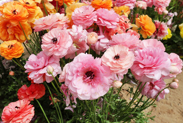 Canvas Print - pink ranunculus 