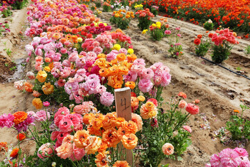 Canvas Print - ranunculus farm