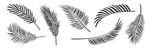 Palm Leaf Vector Black Silhouettes, Summer Branch Plant Jungle Coconut Tree, Nature Set Icon Isolated On White Background. Tropic Illustration