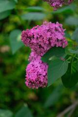 Plants and flowers blooming on a sunny spring day