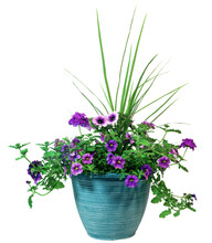 Isolated Spring Flower Planter With Purple Petunias And Verbena.