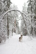 wolf in winter forest