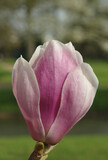Fototapeta Desenie - Blossom of a magnolia tree