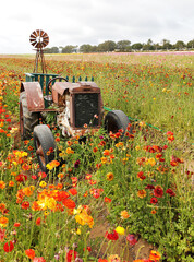 Poster - tractor in ranunculus field 