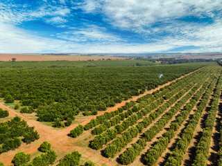 Wall Mural - Orange grove.Beautiful orange grovesin the Brasillian countryside