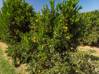 Wall Mural - Orange grove.Beautiful orange grovesin the Brasillian countryside