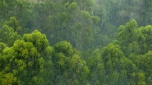 View From Above Of Rain Over A Green Tropical Forest
