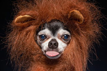 Wall Mural - cute chihuahua lin a lion mane costume in a studio setting