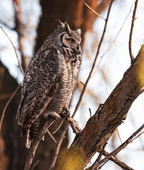 great horned owl sitting in a tree