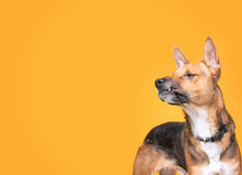 Cute Dog Studio Shot On An Isolated Background