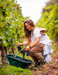 © Franco Capotosti - woman harvesting in the vineyard
