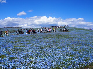 Canvas Print - the beautiful nemophila of hitachi seaside park in japan