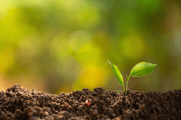 Wall Mural - Small plant on pile of soil.New life.Growing trees leader trees Planting trees.Save world concept