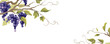Grapevine - vector background. Banner with a twisting vine with leaves and berries. Freehand drawing in watercolor style.