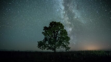 Astrophotography. Lonely tree against the background of the starry sky. 4K Timelapse.