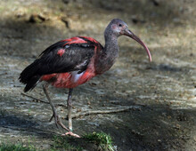 The Scarlet Ibis Is A Species Of Ibis In The Bird Family Threskiornithidae. It Inhabits Tropical South America And Part Of The Caribbean.