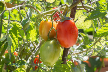 Wall Mural - Tomatoes growing in a vegetable garden