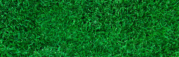 Fresh green grass lawn banner, natural background or texture. Top view, copy space, close up. Summertime, relax, picnic concept.