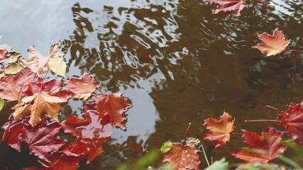 Wall Mural - colourful fall leaves in pond, lake water, floating autumn leaf. fall season leaves in rain puddle. 