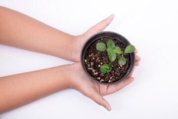 Sticker - Human hand holding the green plant in a pot